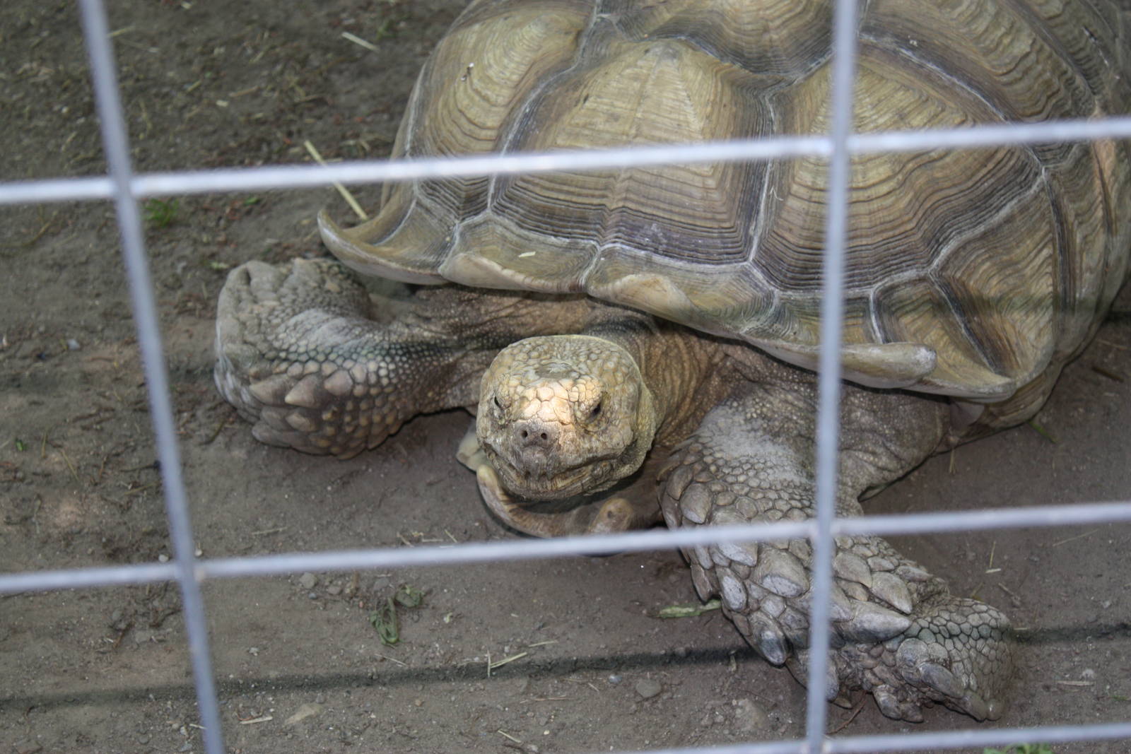 Fabric of Africa- African Spurred-Thigh Tortoise
