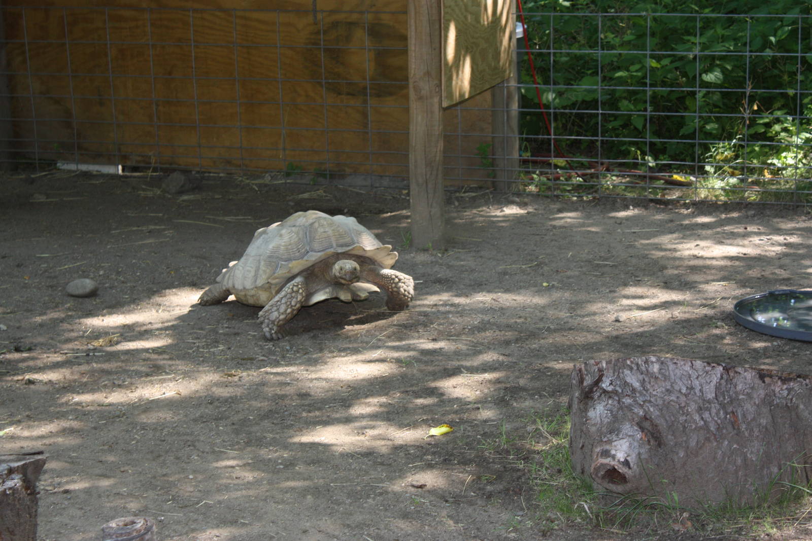 Fabric of Africa- African Spurred-Thigh Tortoise