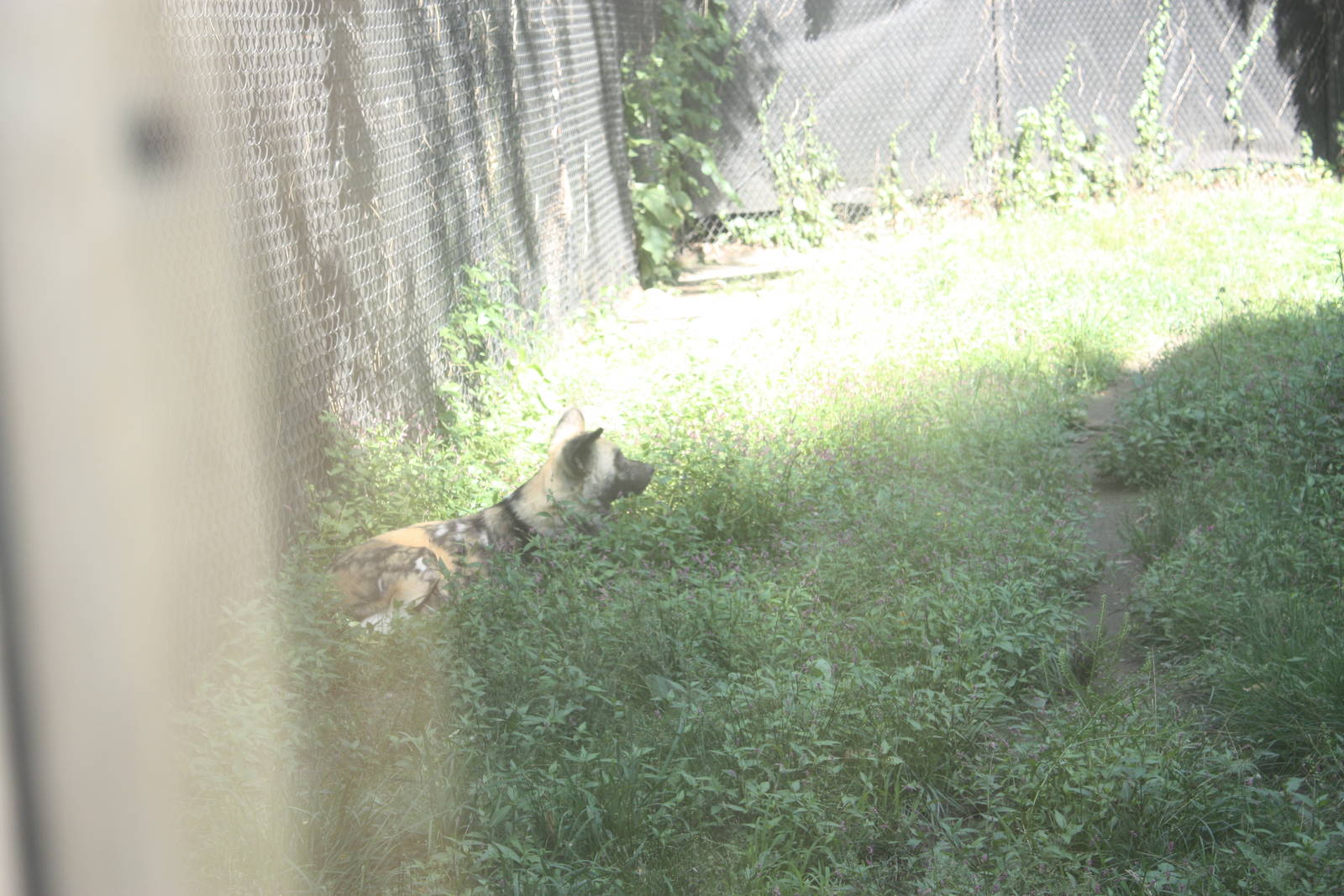 Fabric of Africa- African Wild Dog