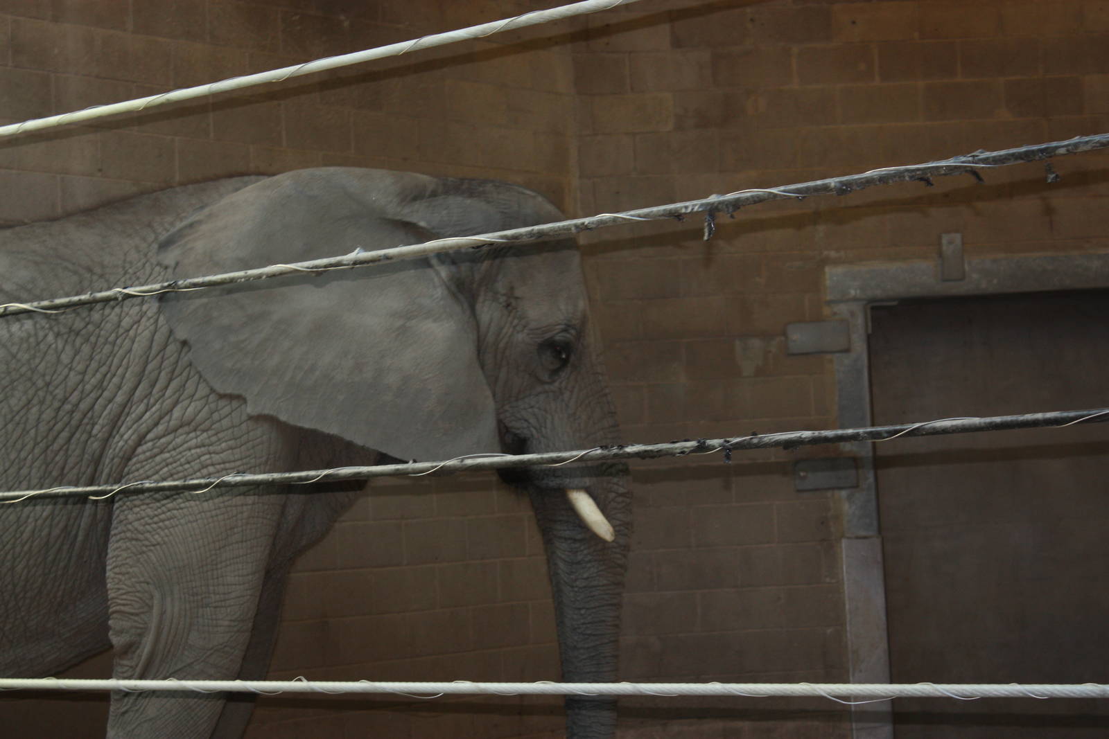 Fabric of Africa- Alice the Elephant