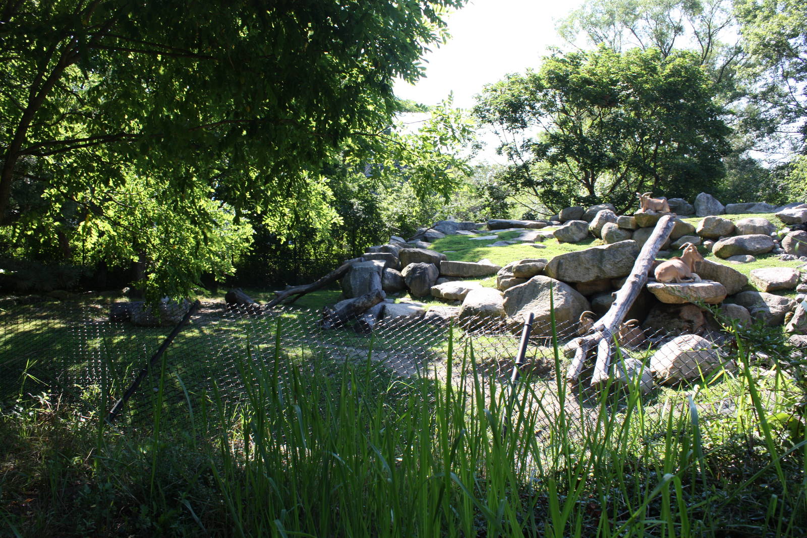 Fabric of Africa- Aoudad Exhibit