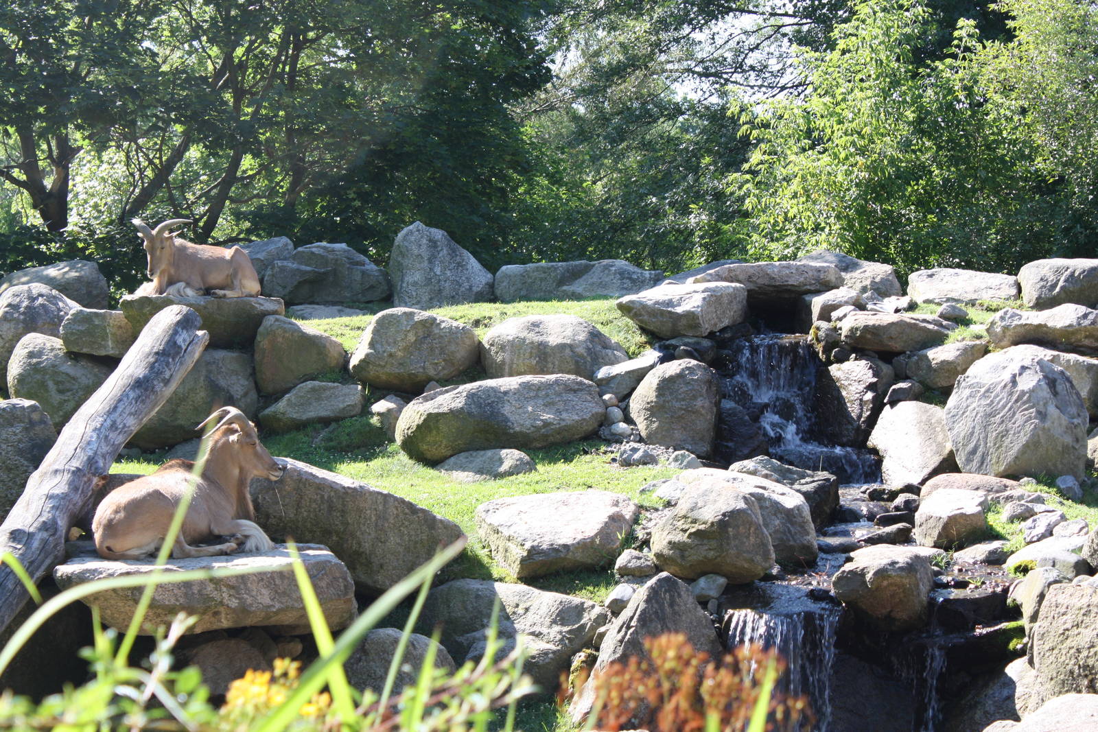 Fabric of Africa- Aoudads Resting