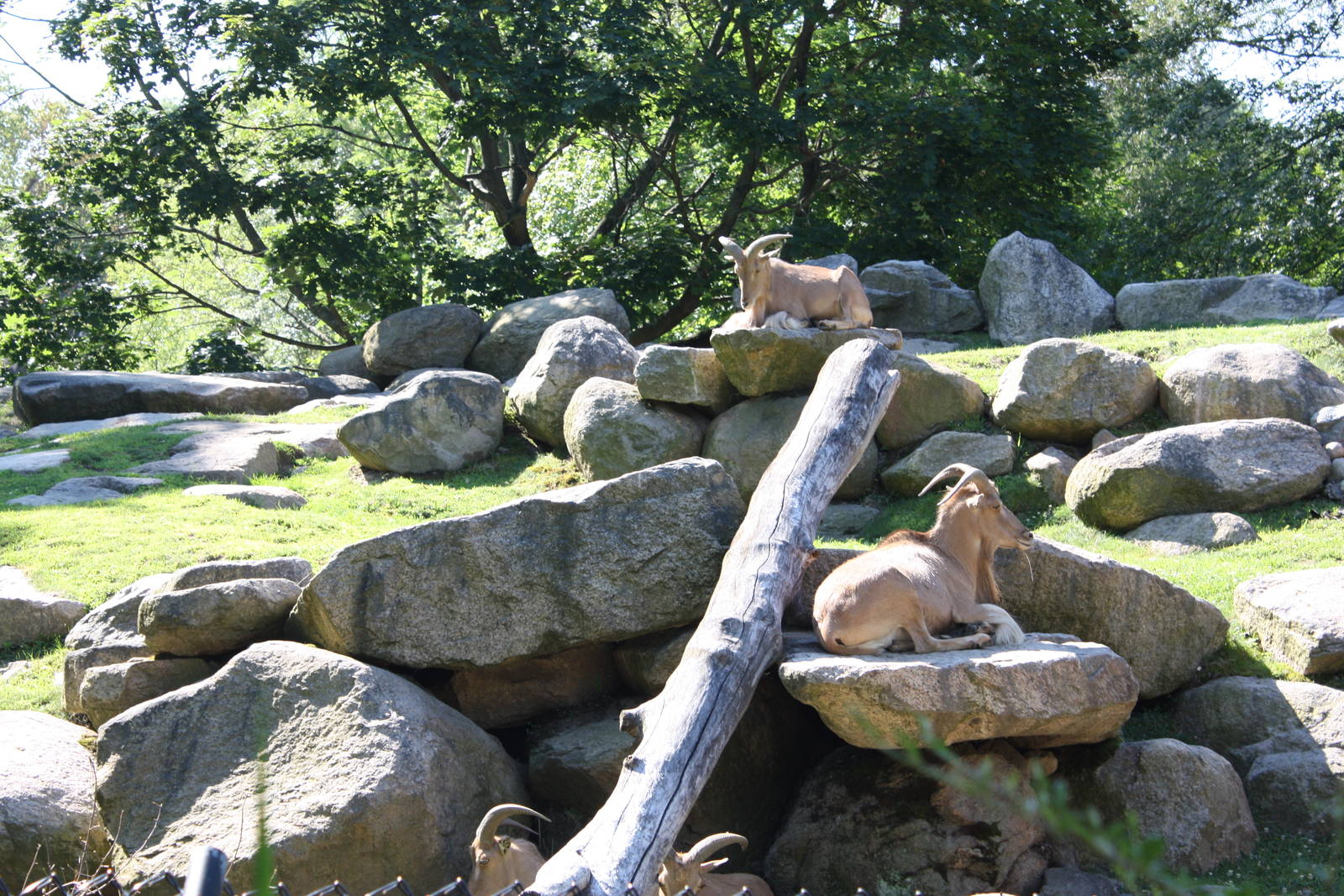 Fabric of Africa- Aoudads