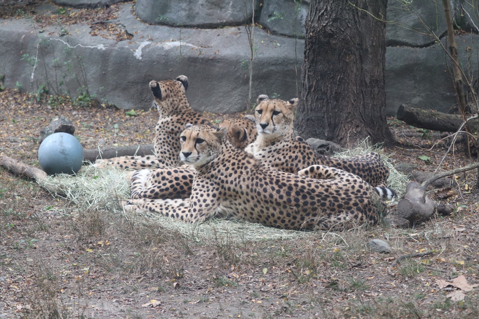 Fabric of Africa - Cheetah