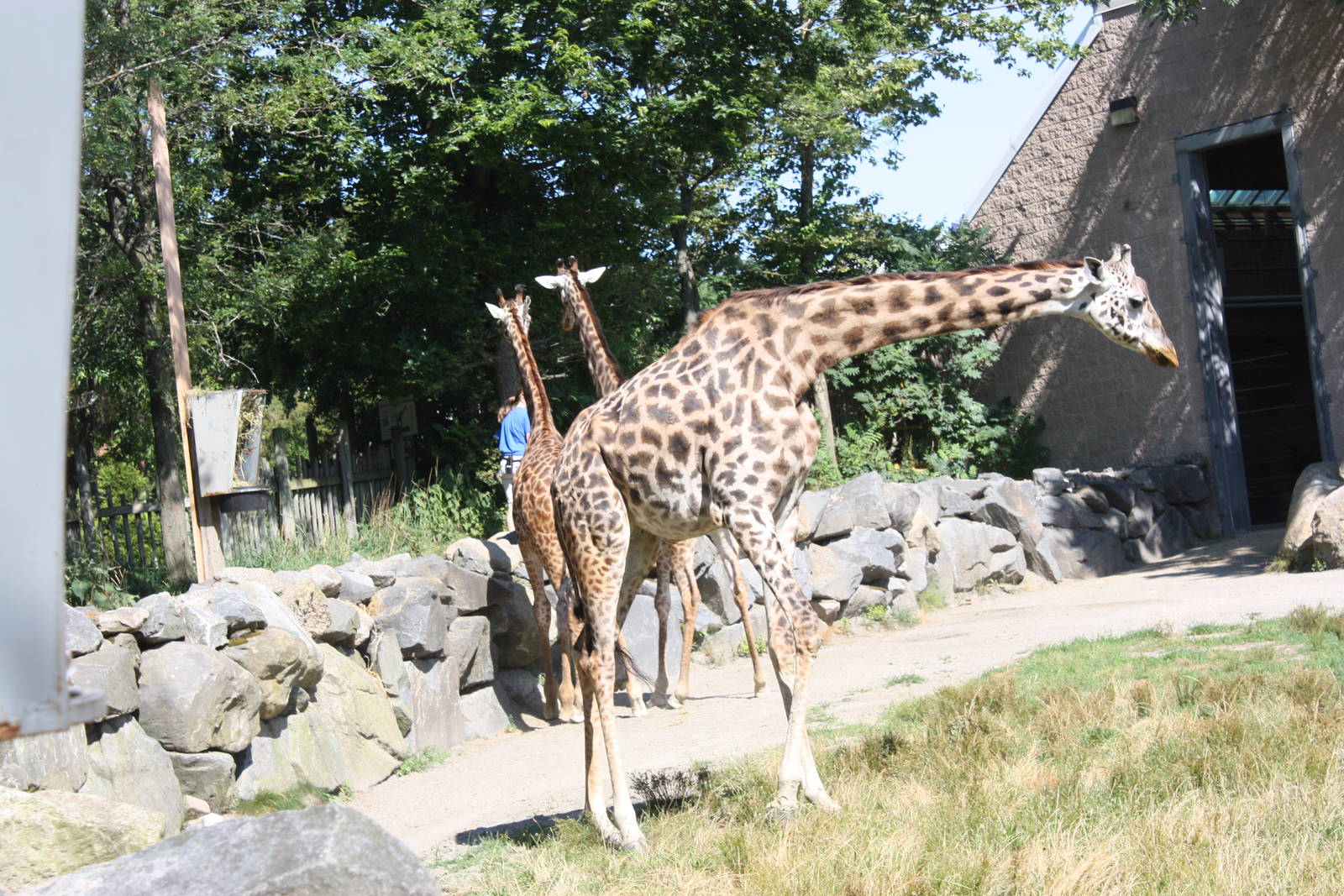 Fabric of Africa- Giraffe Trio