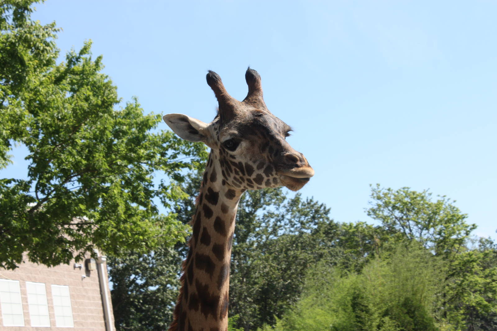 Fabric of Africa- Lovely Masai Giraffe