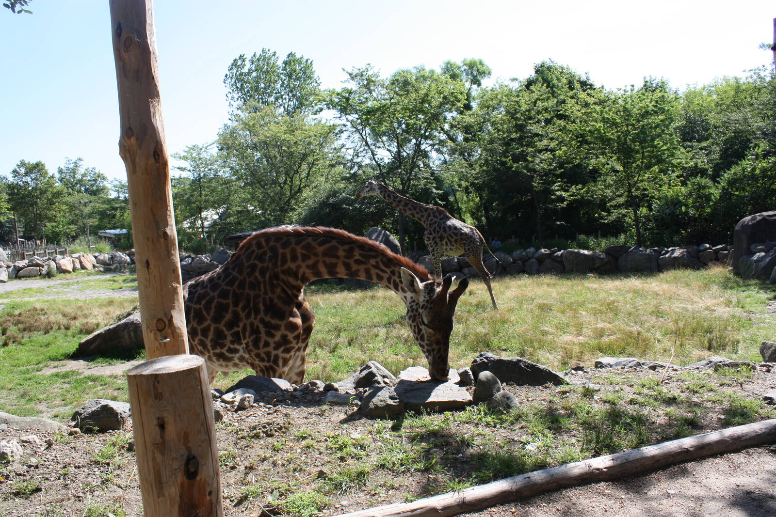 Fabric of Africa- Masai Giraffe Enrichment