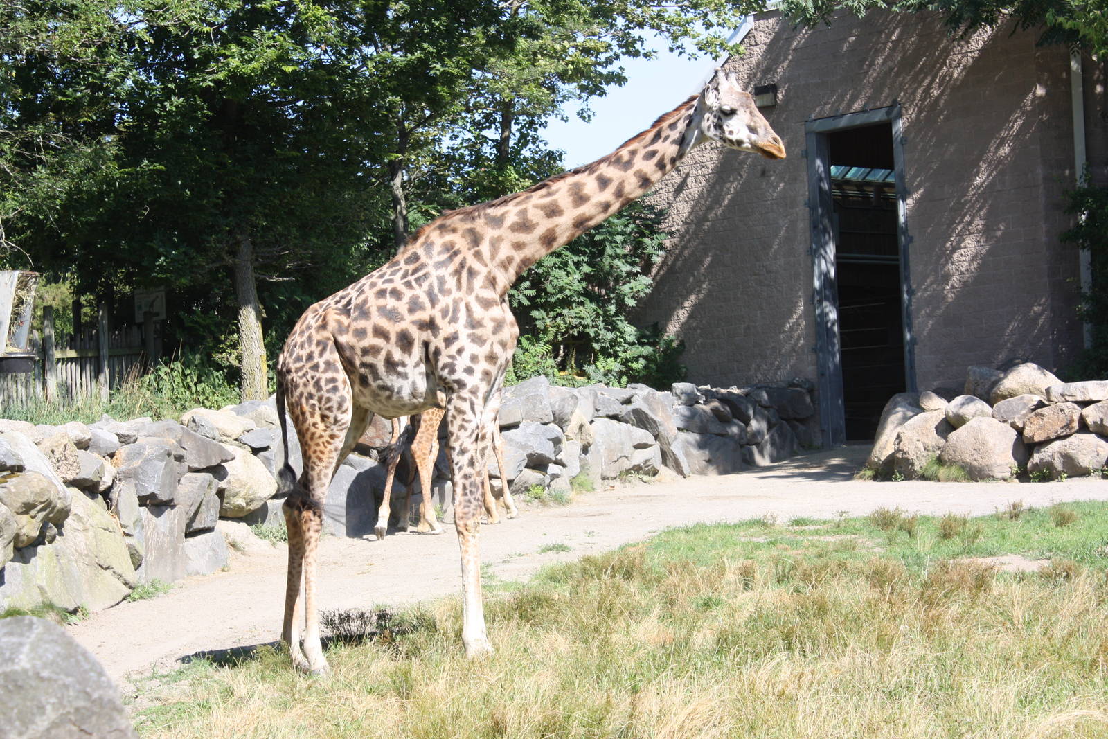 Fabric of Africa- Masai Giraffe