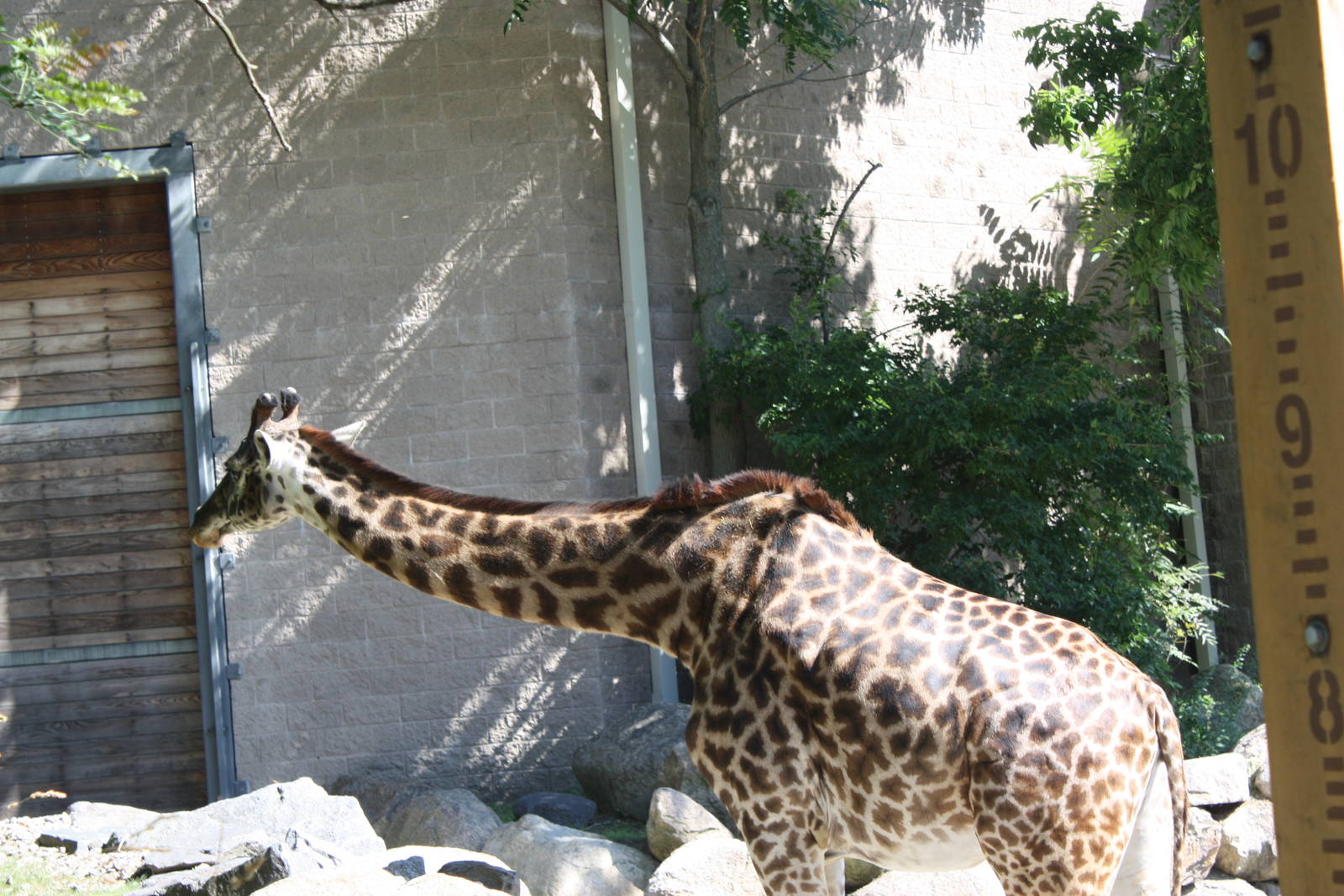 Fabric of Africa- Masai Giraffe