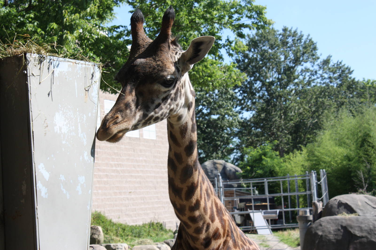 Fabric of Africa- Masai Giraffe