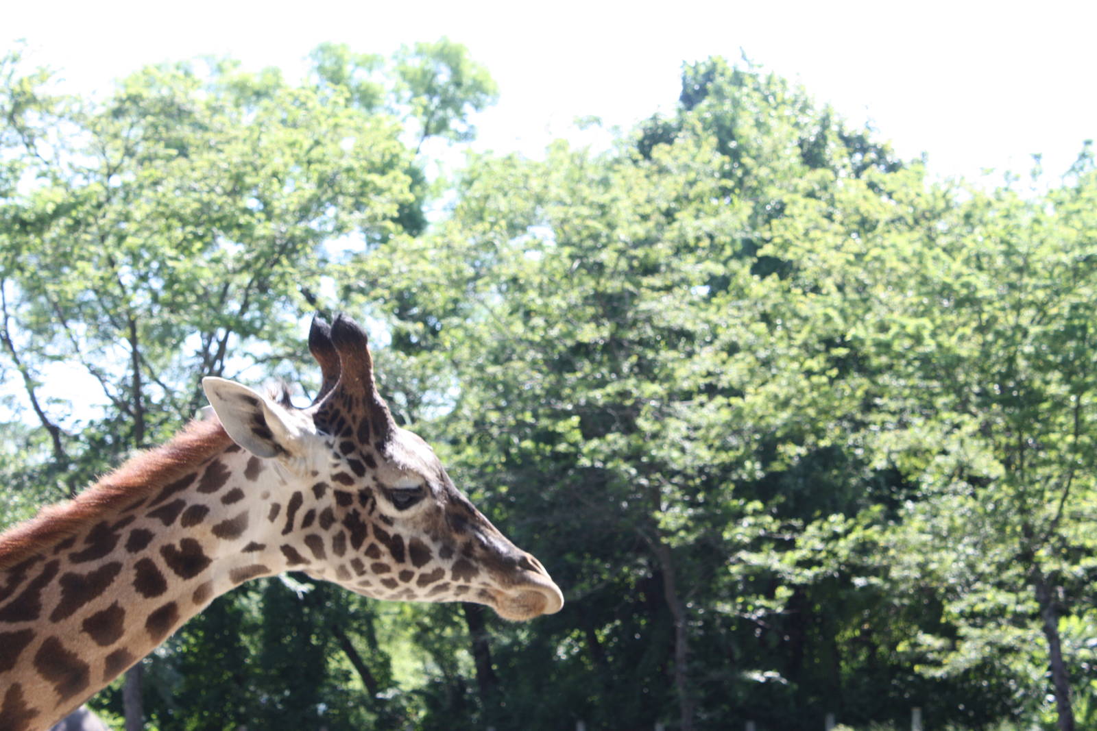 Fabric of Africa- Masai Giraffe