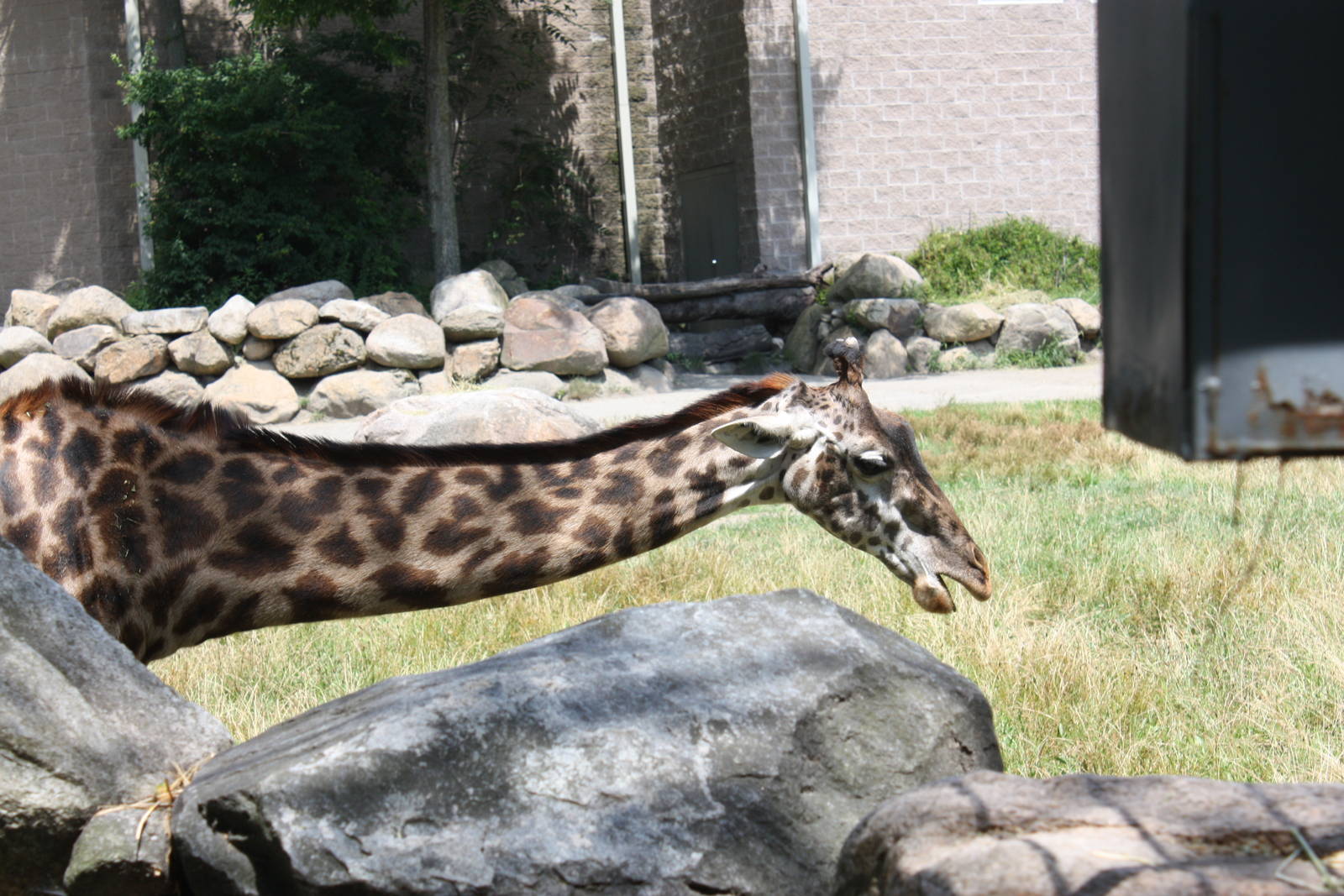 Fabric of Africa- Masai Giraffe
