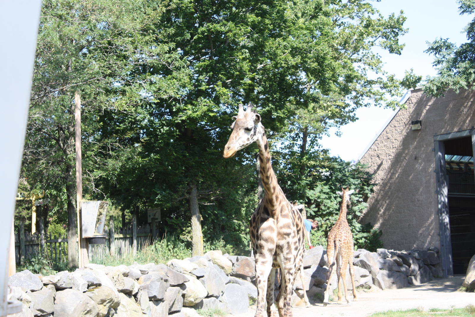 Fabric of Africa- Masai Giraffes