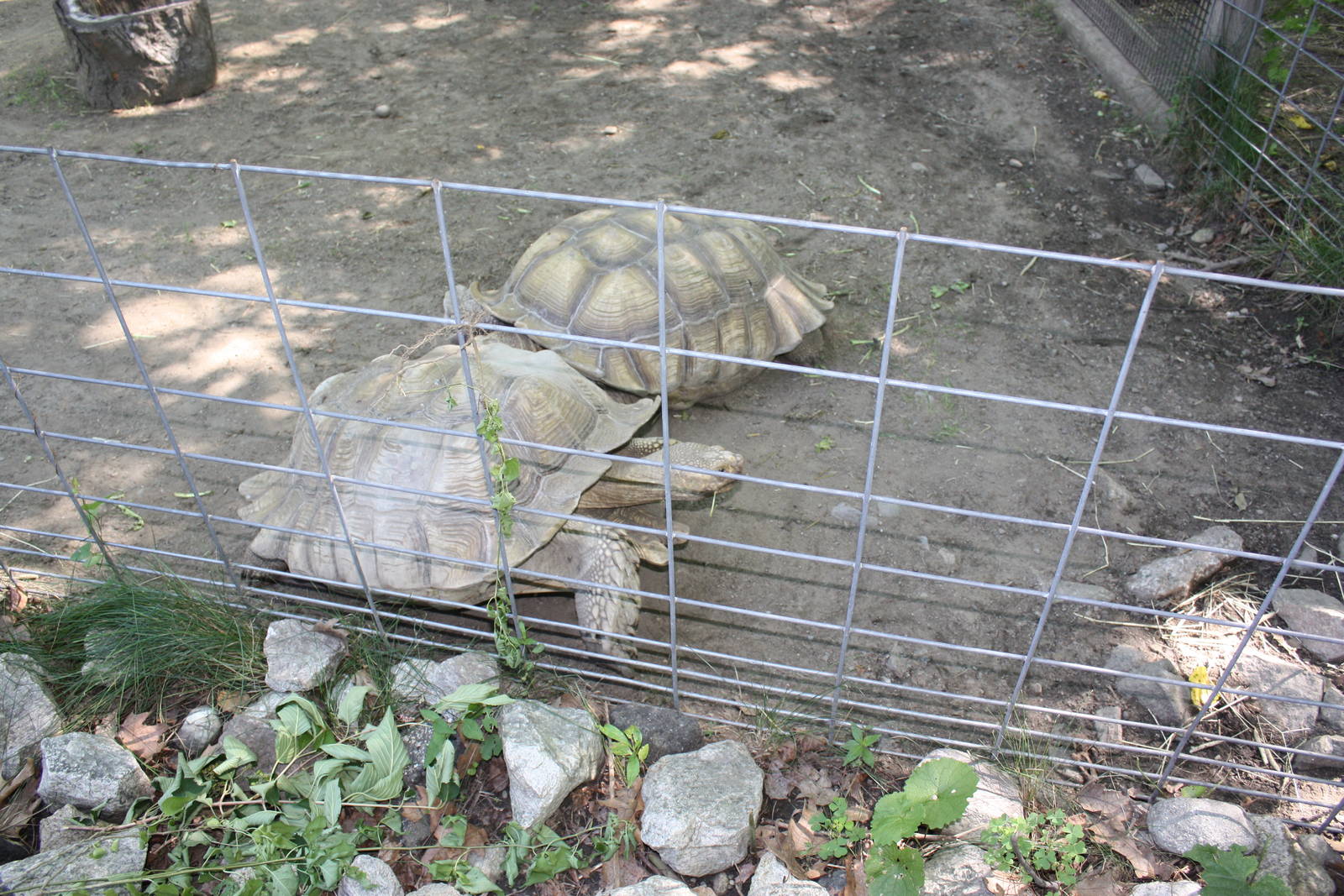 Fabric of Africa- Tortoise Pair