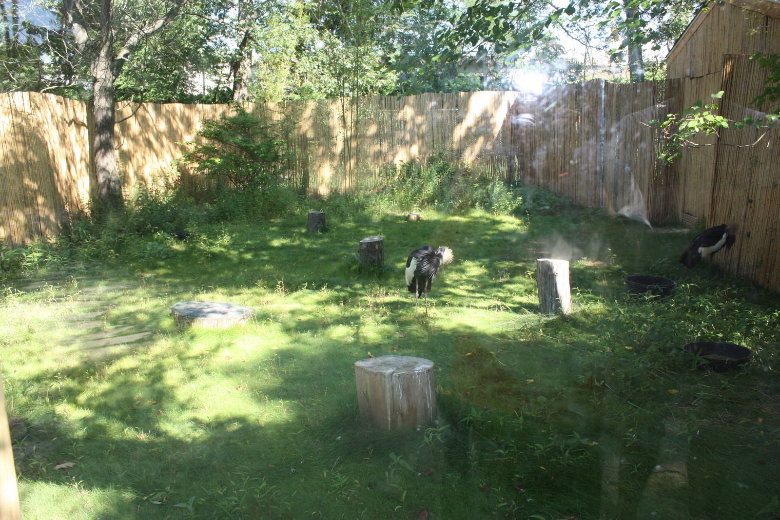 Fabric of Africa- West African Crowned Crane Exhibit