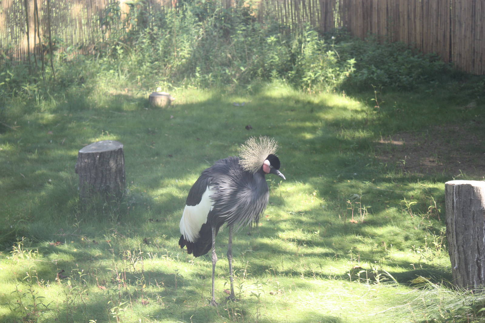 Fabric of Africa- West African Crowned Crane