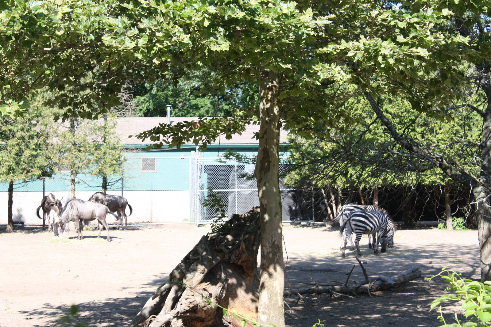 Fabric of Africa- Wildebeest and Zebras