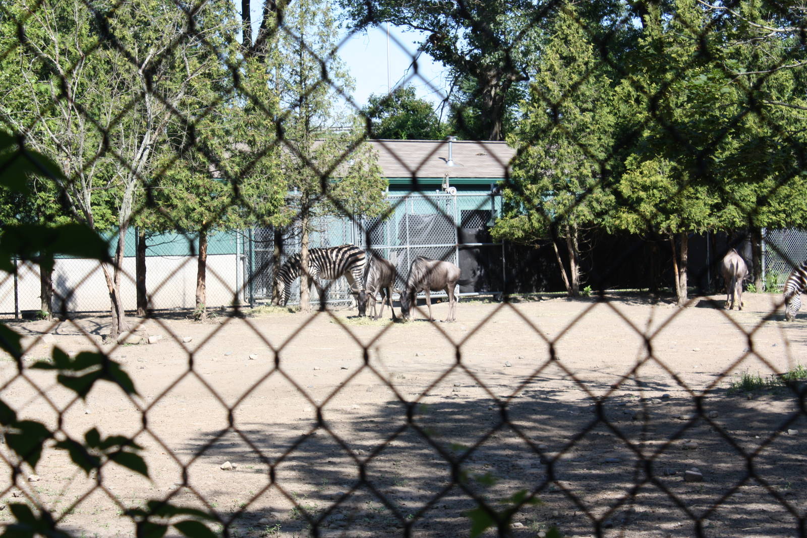 Fabric of Africa- Wildebeest and Zebras