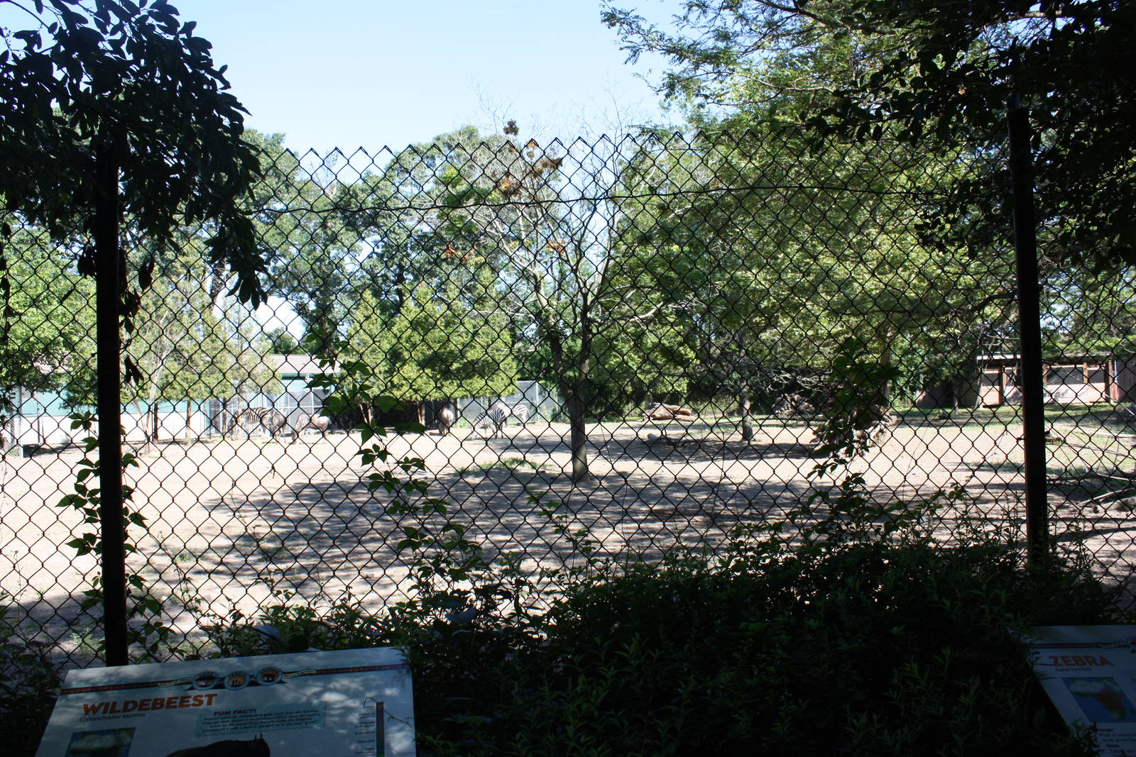 Fabric of Africa- Wildebeest/Zebra Exhibit