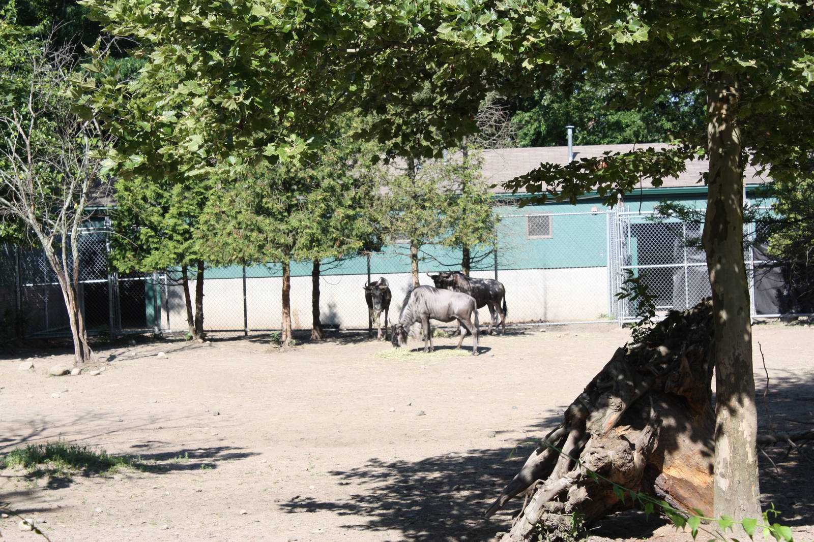 Fabric of Africa- Wildebeest