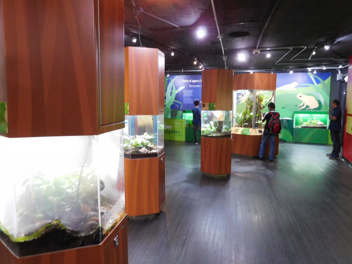 Fabulous Frogs of Panama