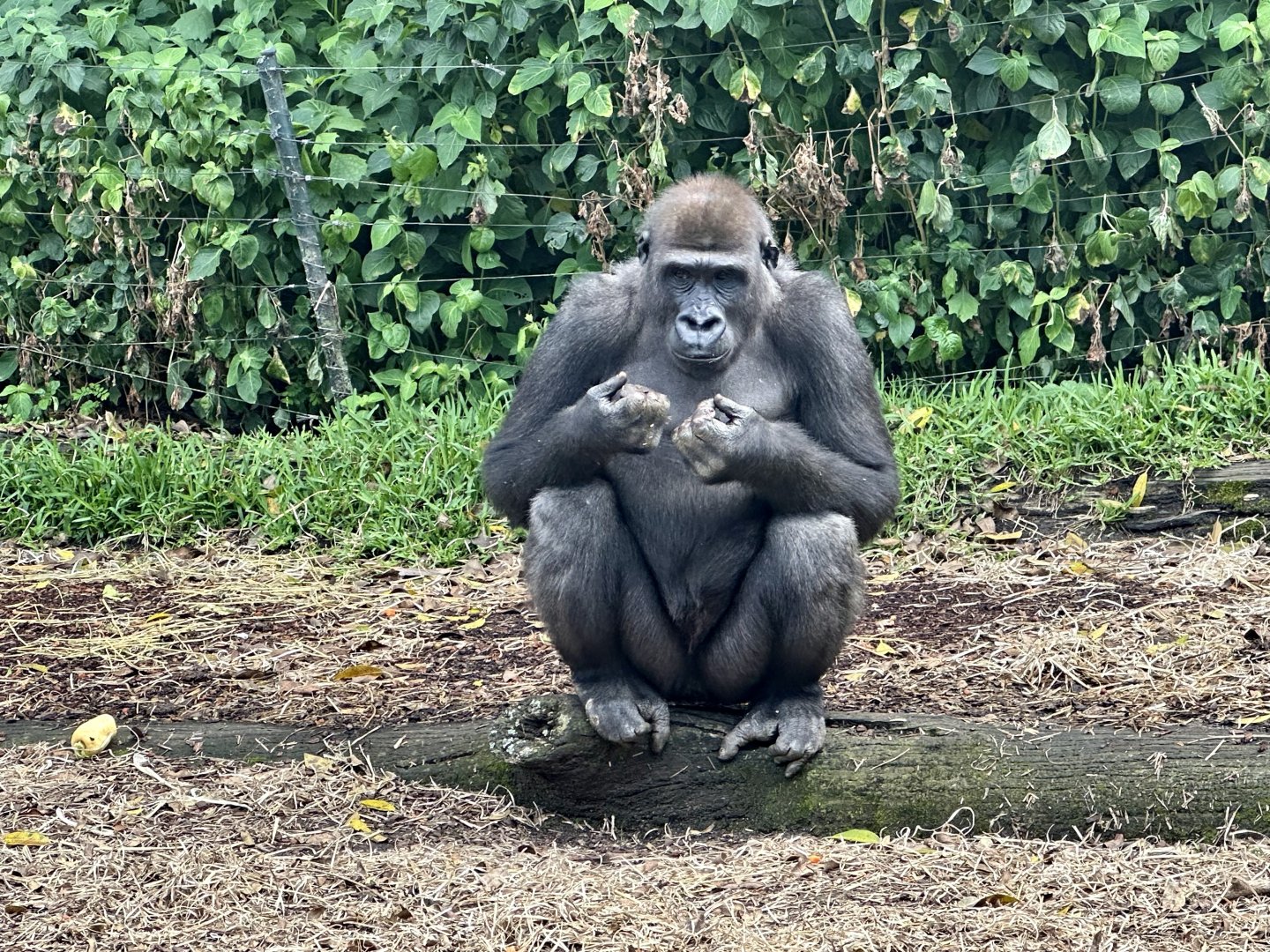 Fabumi (Western Lowland Gorilla)