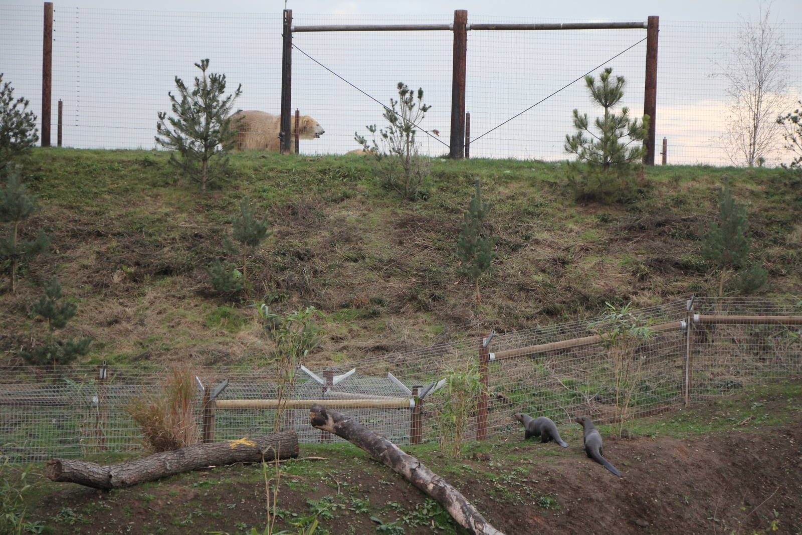 Face off between Giant otters and Victor the polar bear 31-10-15