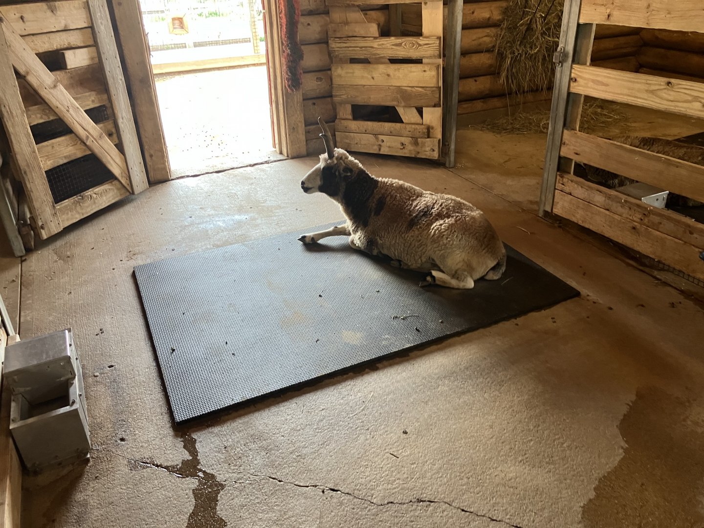 Face-to-Face Farm - Domestic Sheep Exhibit