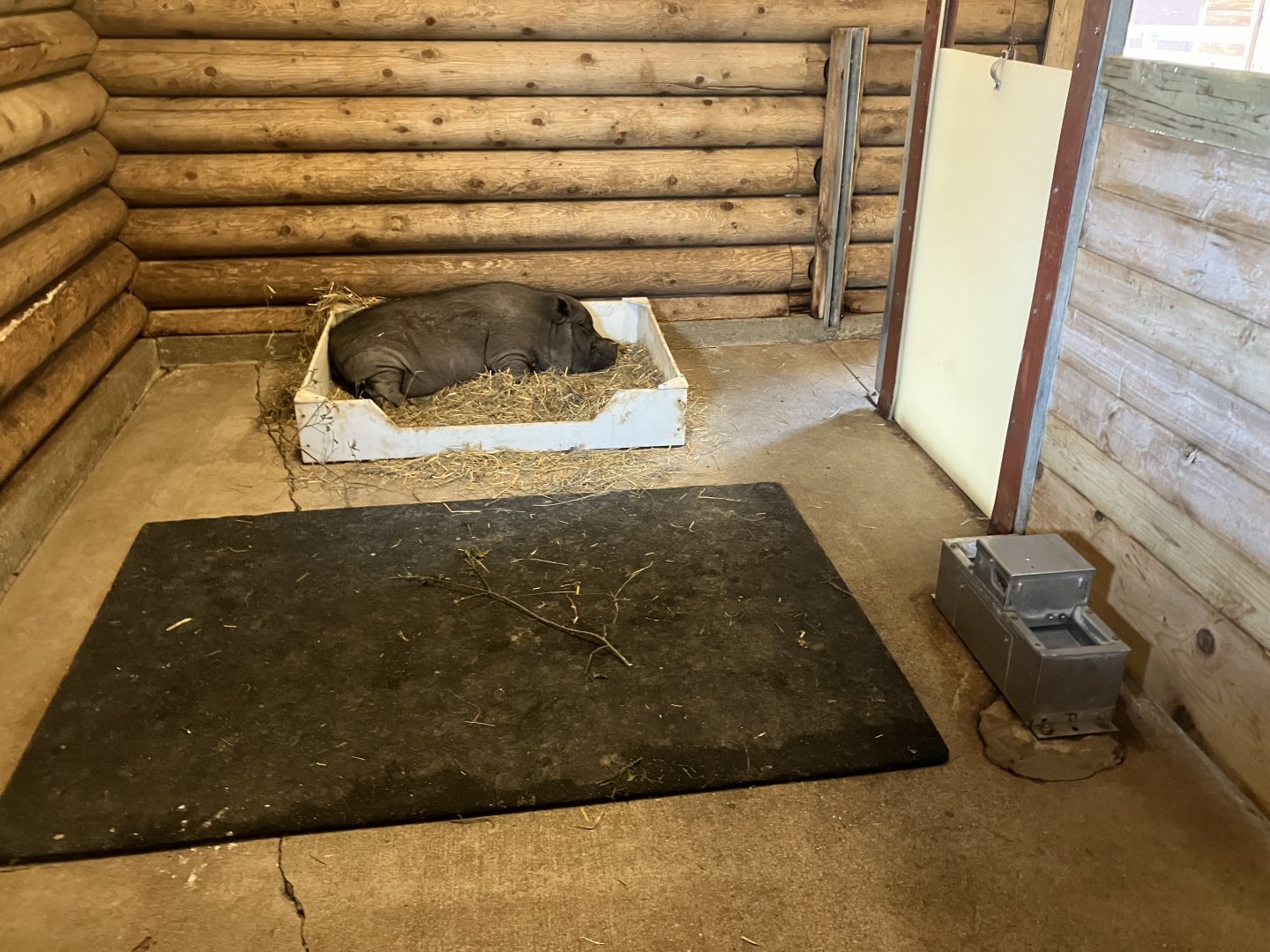 Face-to-face Farm - Indoor Domestic Pig Exhibit