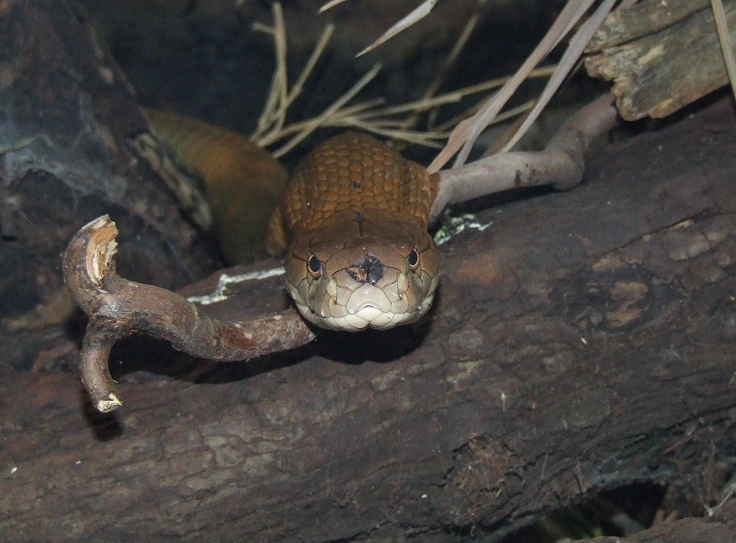 Face to face, female King Cobra, Reptile House