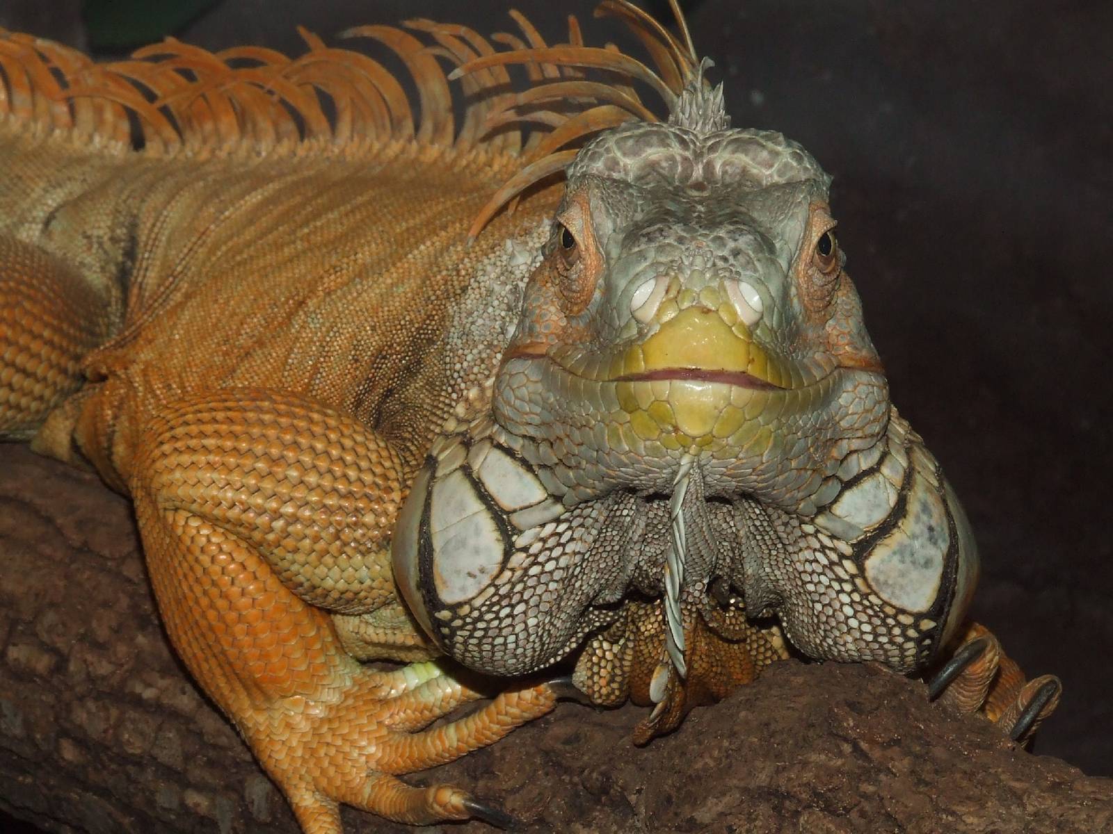 Face to face @ Pécs Zoo & Aquarium-Terrarium, Hungary