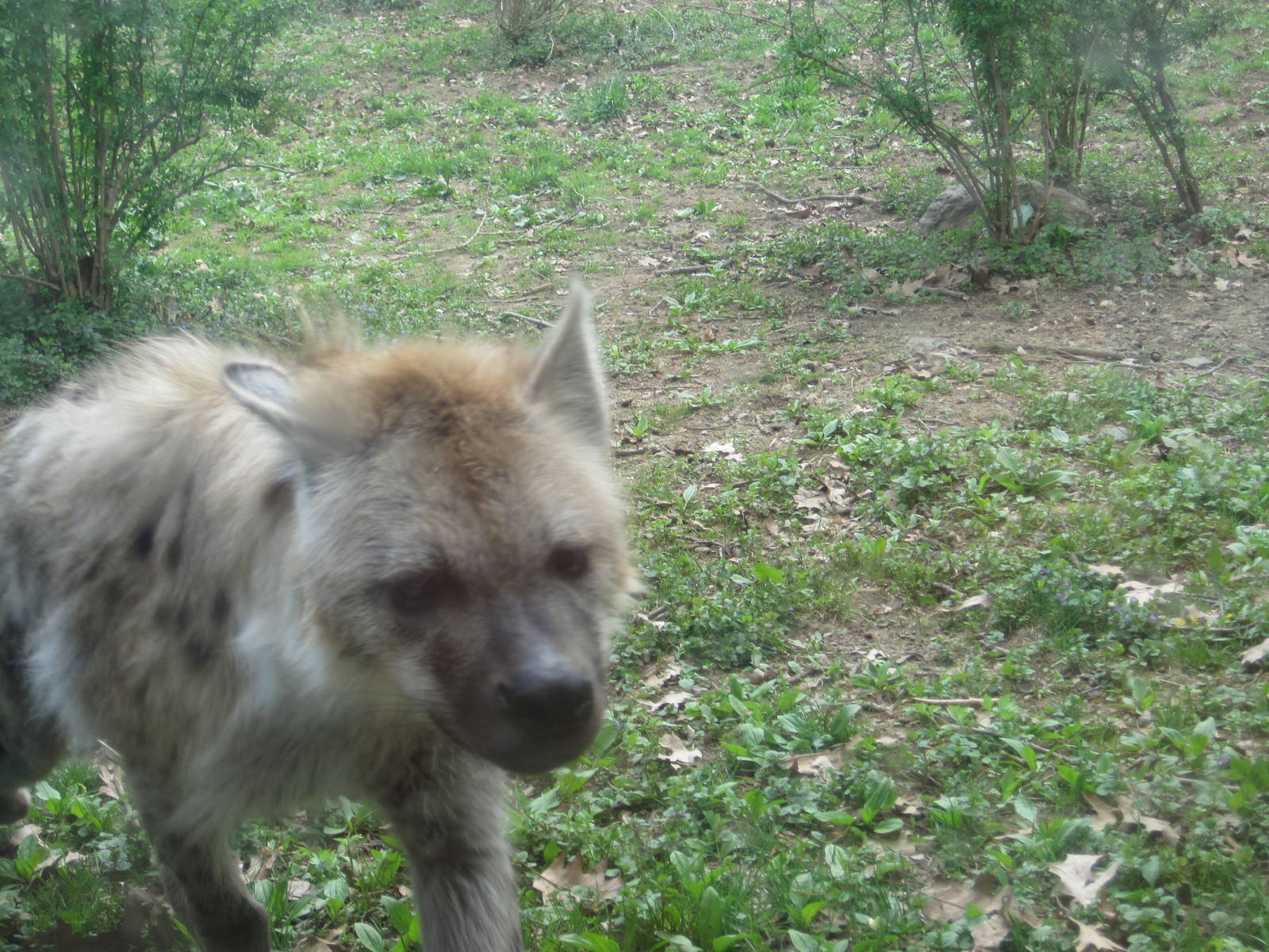Face to Face with a Hyena