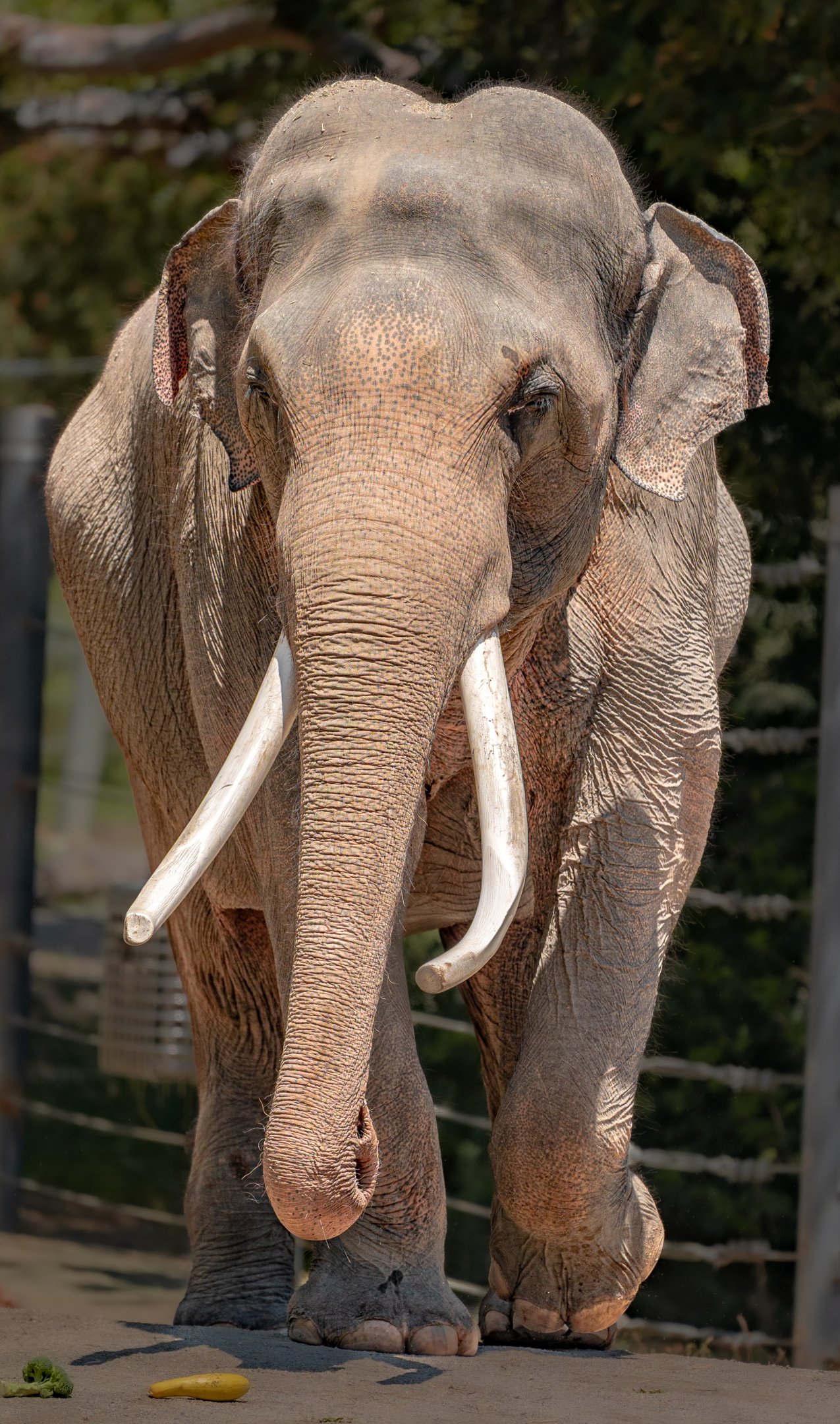 Face to face with Billy, August 2022