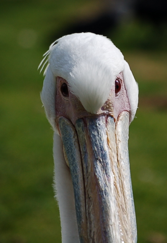 Face to face with Pelican - Fota Wildlife Park