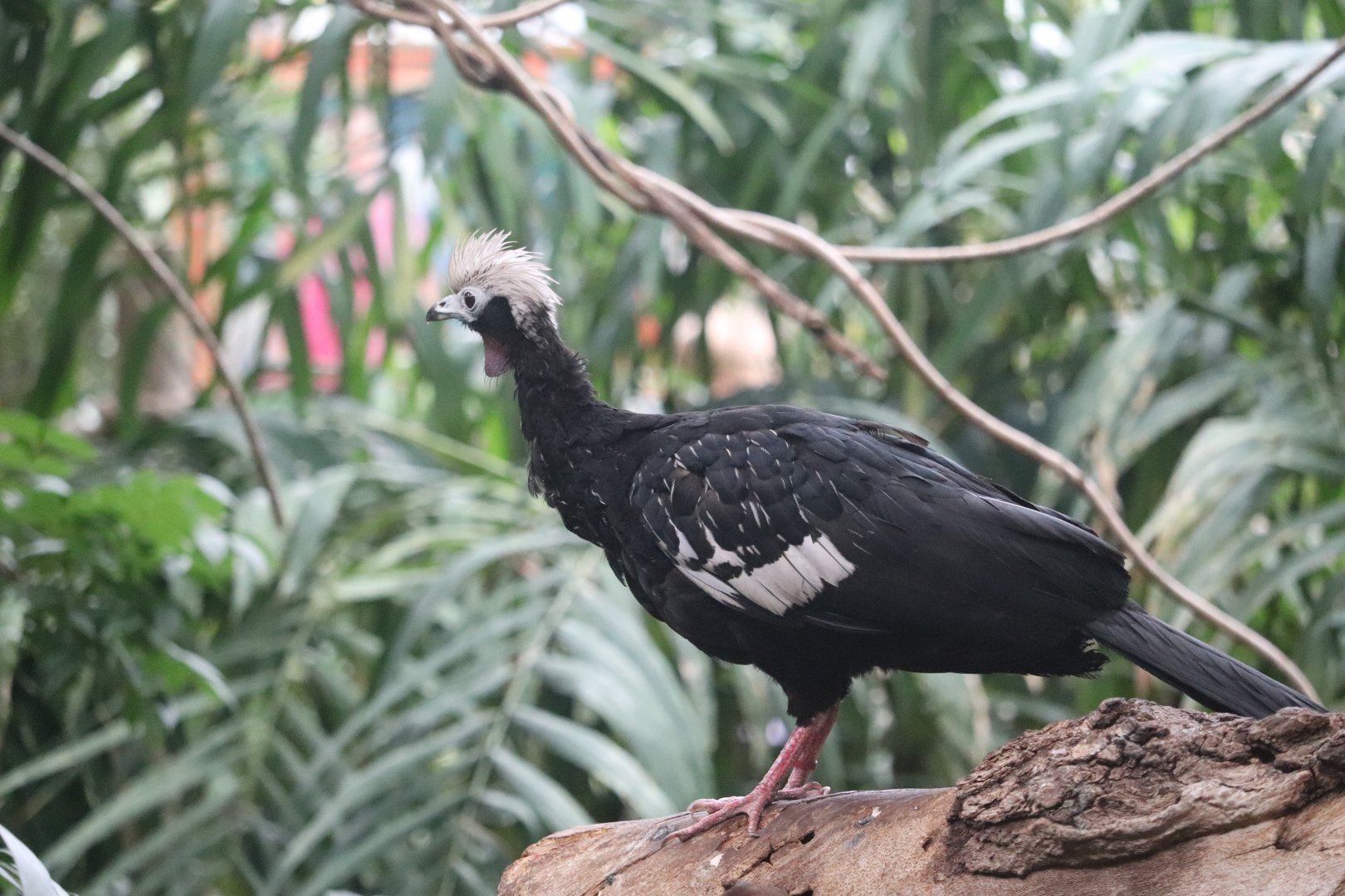 Faces of the Rainforest - Blue-Throated Piping Guan