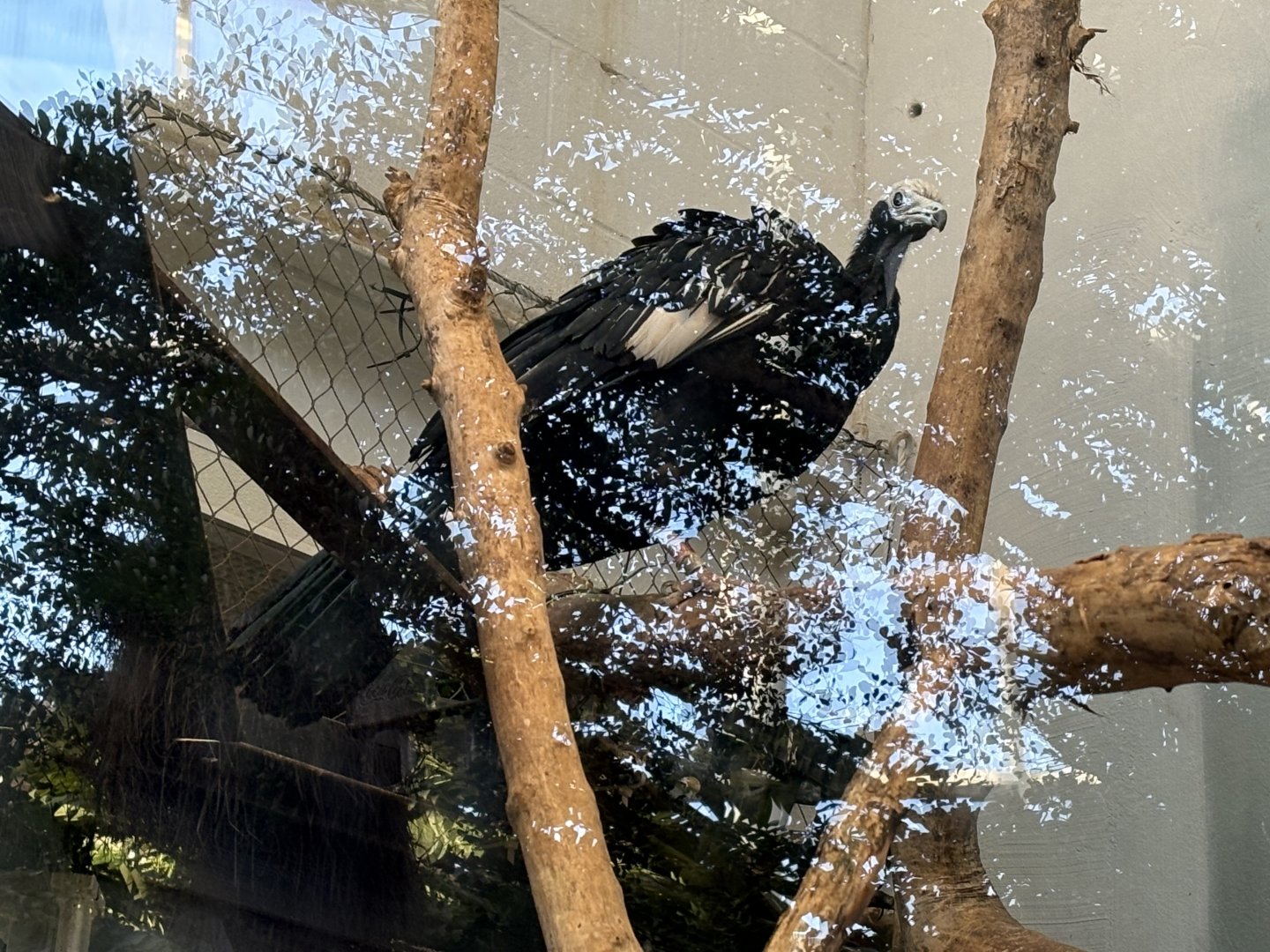 Faces of the Rainforest - Blue-throated Piping-Guan