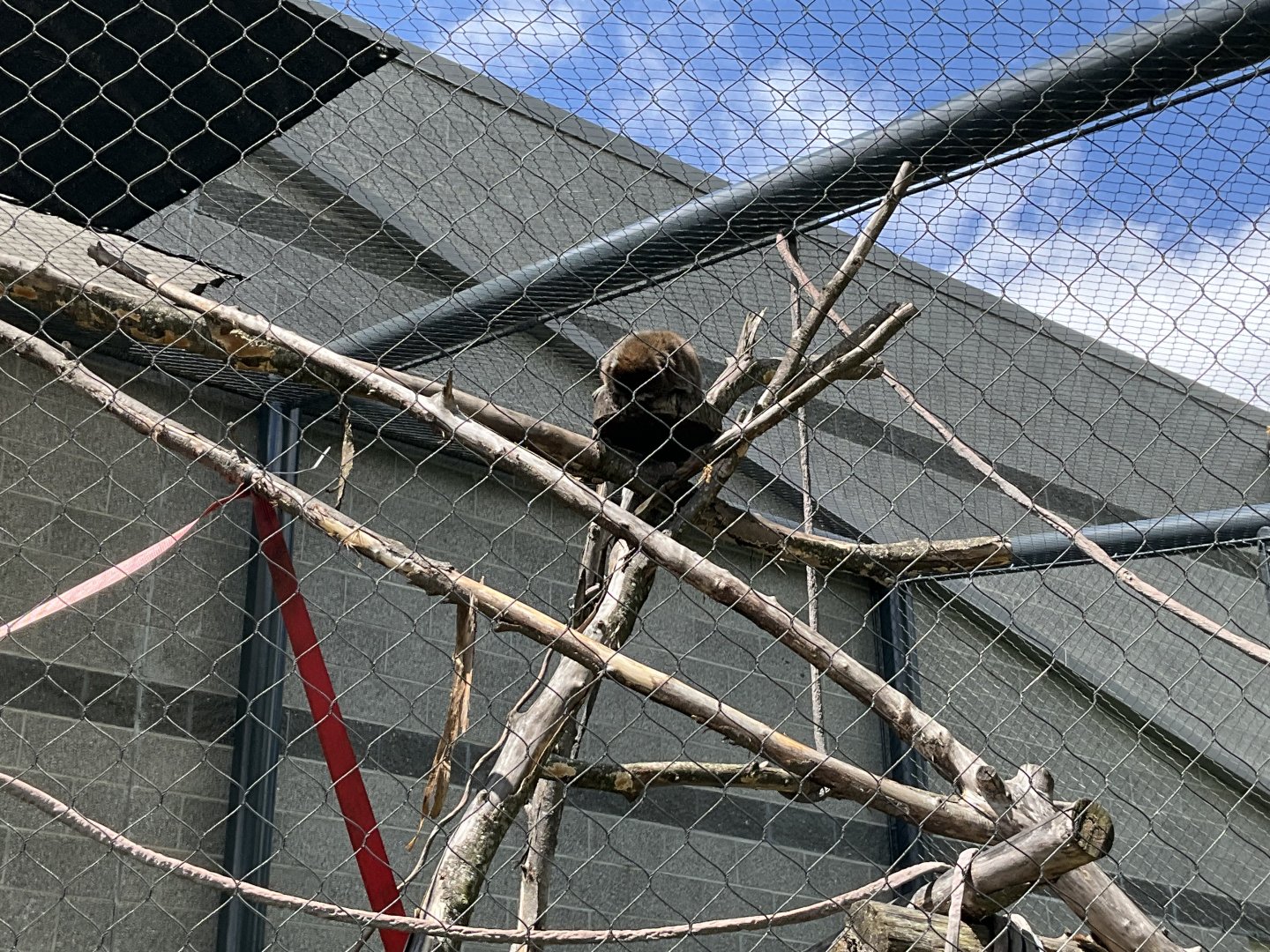 Faces of the Rainforest - Bolivian Grey Titi