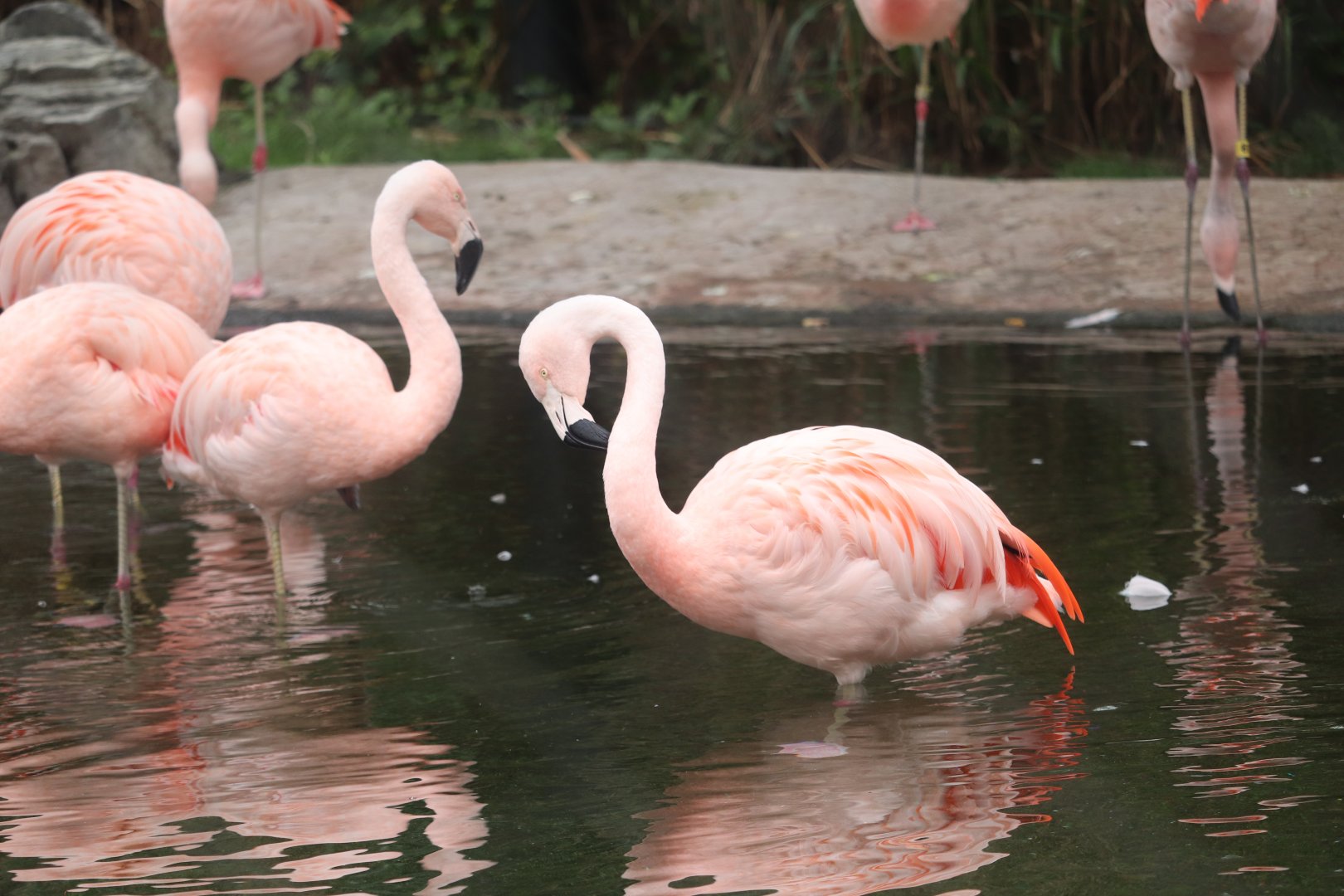 Faces of the Rainforest - Chilean Flamingo