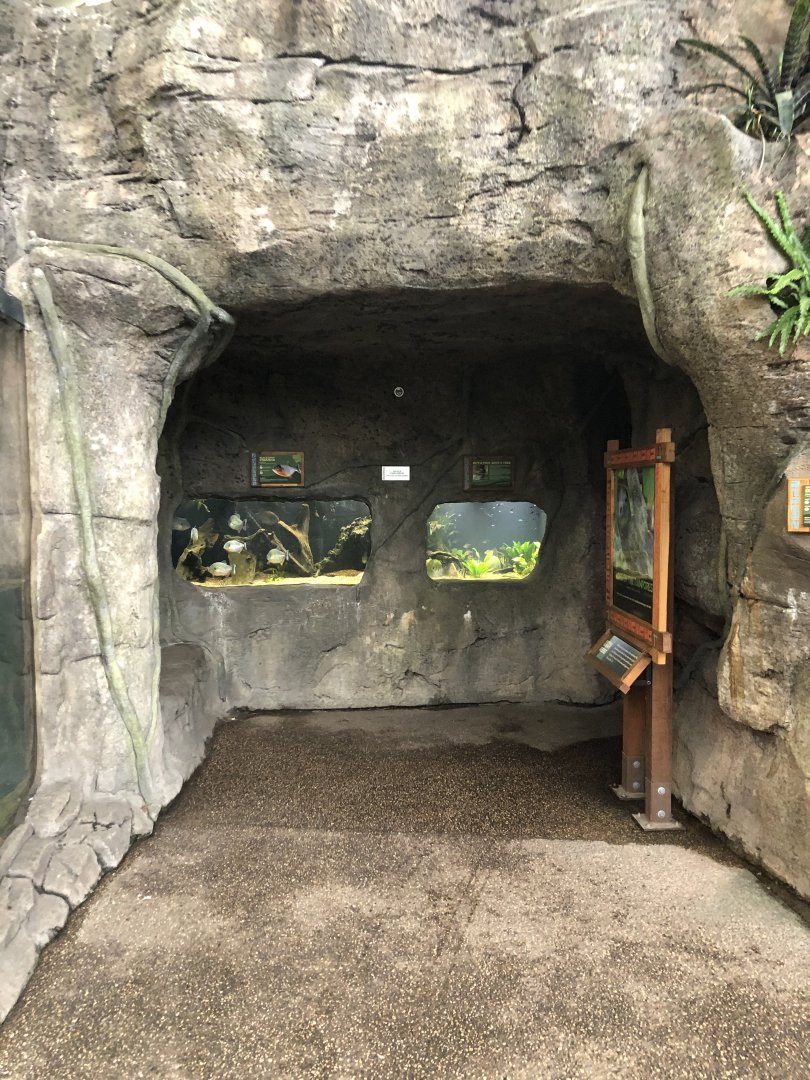 Faces of the Rainforest Fish Tanks - Feb, 2020