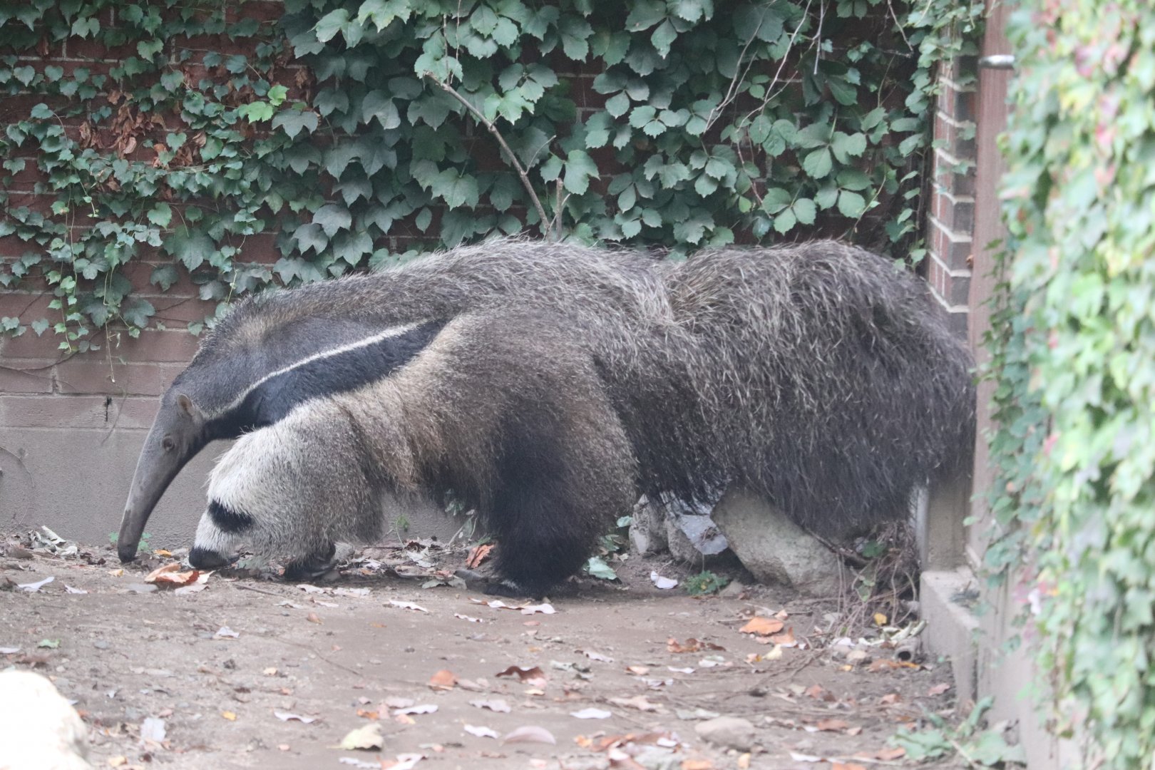 Faces of the Rainforest - Giant Anteater