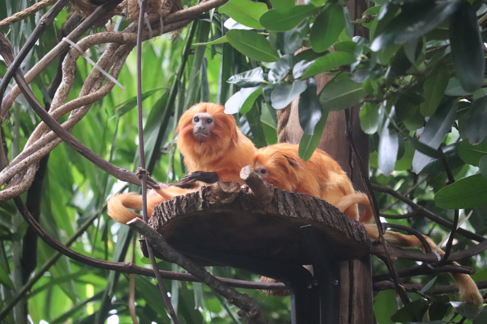 Faces of the Rainforest - Golden Lion Tamarin