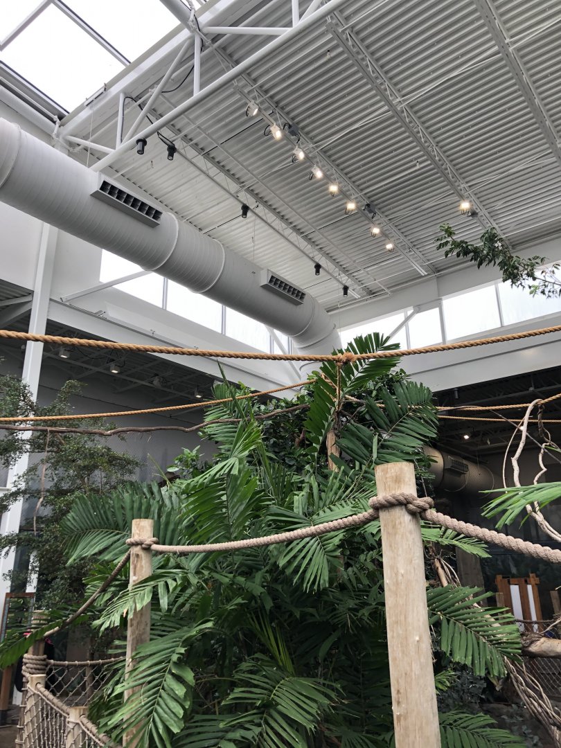 Faces of the Rainforest Interior - Feb, 2020