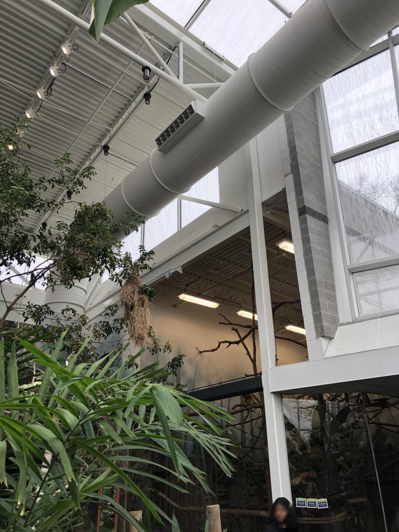 Faces of the Rainforest Interior - Feb, 2020