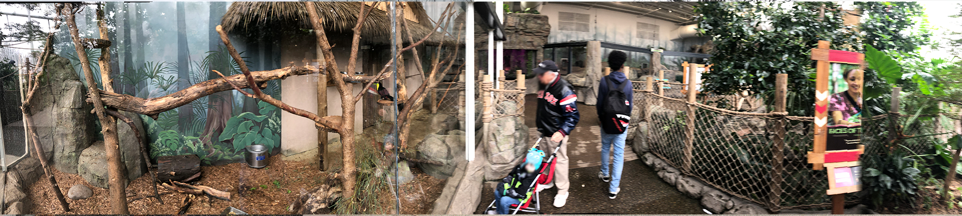 Faces of the Rainforest Interior Panorama 1 - Feb, 2020