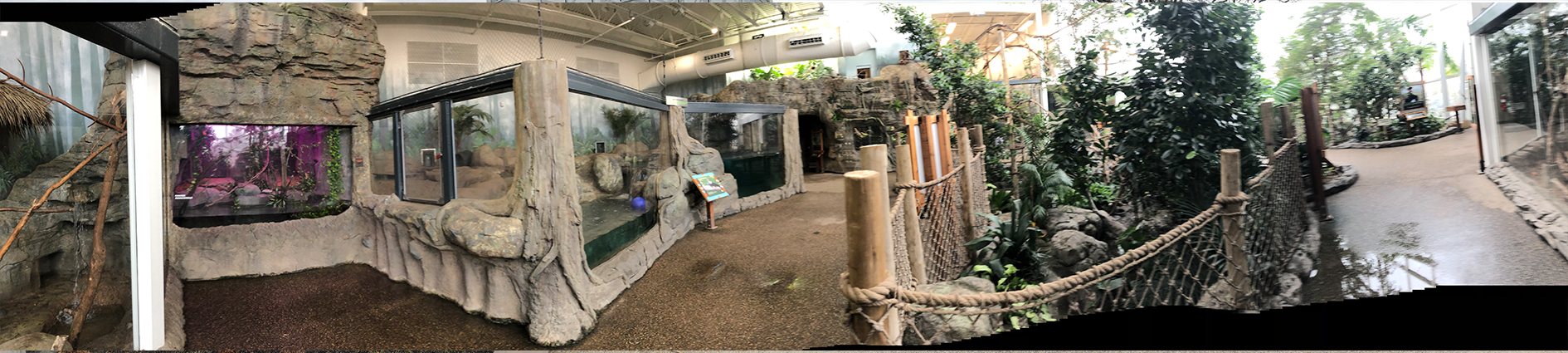 Faces of the Rainforest Interior Panorama 2 - Feb, 2020