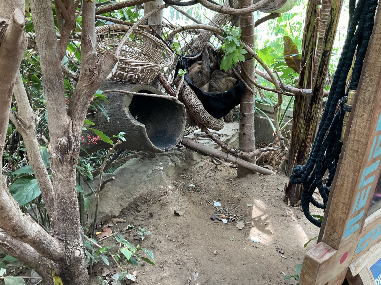 Faces of the Rainforest -Linne’s Two-Toed Sloth