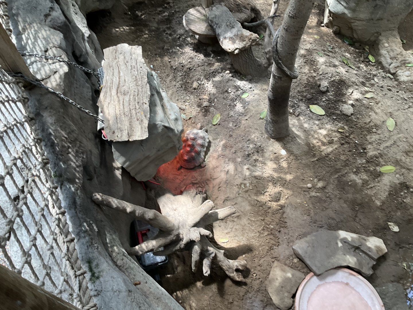 Faces of the Rainforest - Red-footed Tortoise