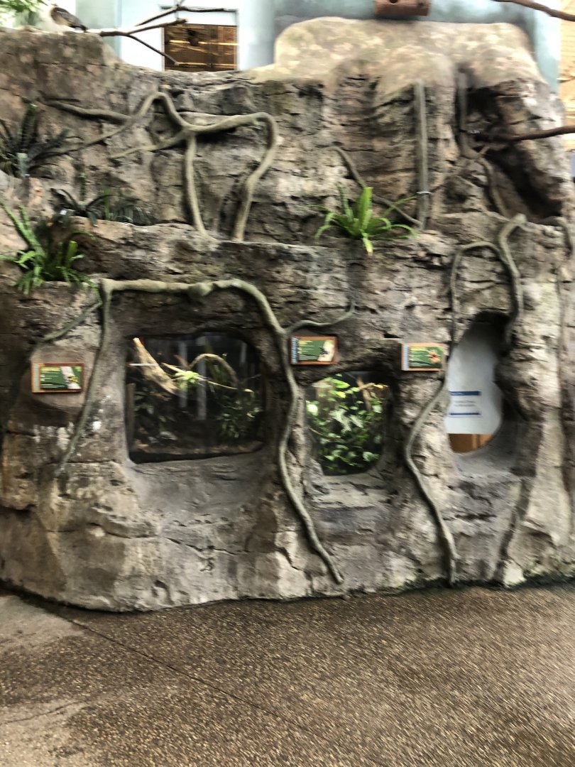 Faces of the Rainforest Small Terrariums - Feb, 2020