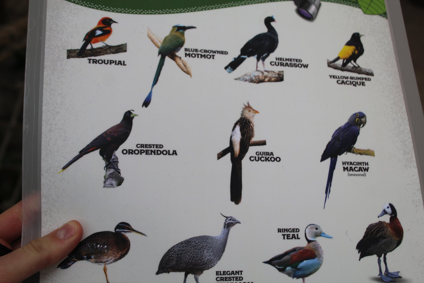 Faces of the Rainforest Species List