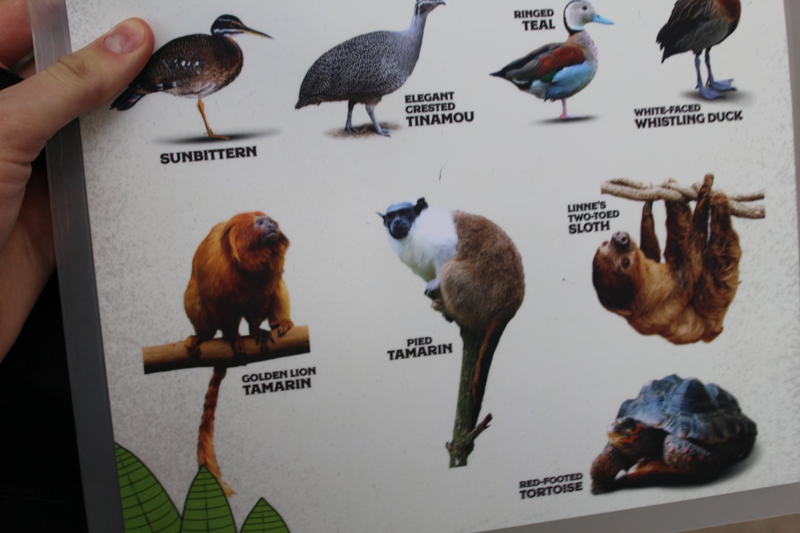 Faces of the Rainforest Species List